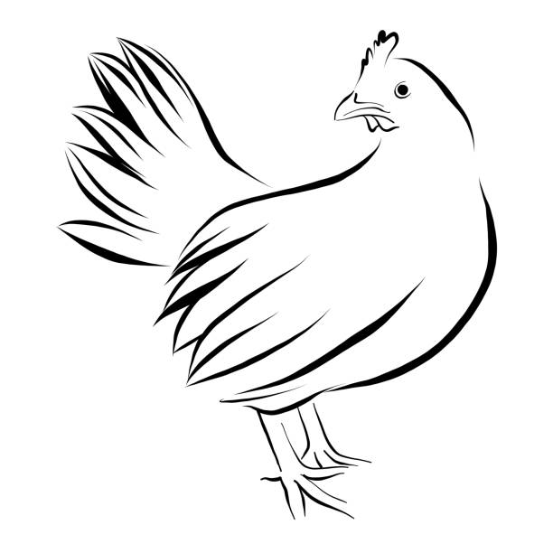 펜 및 잉크 흰색 절연에 치킨 벡터 일러스트 레이 션 - chicken livestock isolated white background stock illustrations