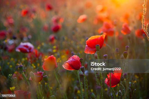 Beautiful Summer Stock Photo - Download Image Now - Agricultural Field, Beauty, Color Image