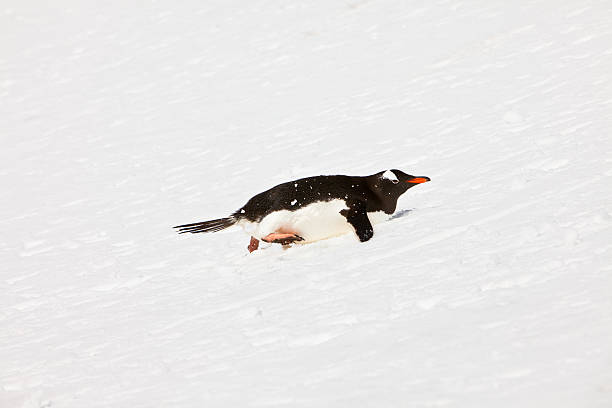 istock Gentoo Penguin on an incline 105773481