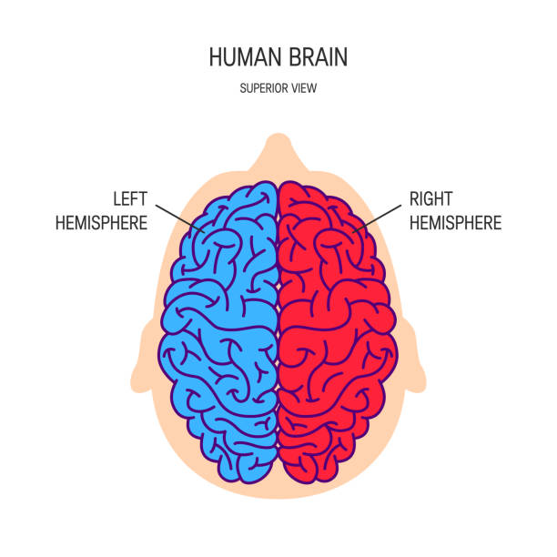 인간의 두뇌 벡터 개념 - 반구체 stock illustrations