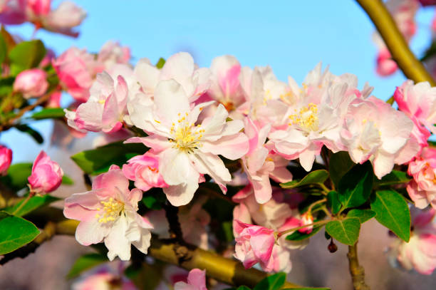 istock Chinese flowering crab-apple blooming 1057735742