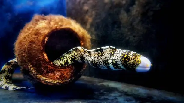 Snowflake Eel (Echidna nebulosa)