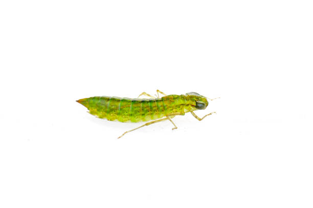 istock Dragonfly larvae isolated in the white 1057738278