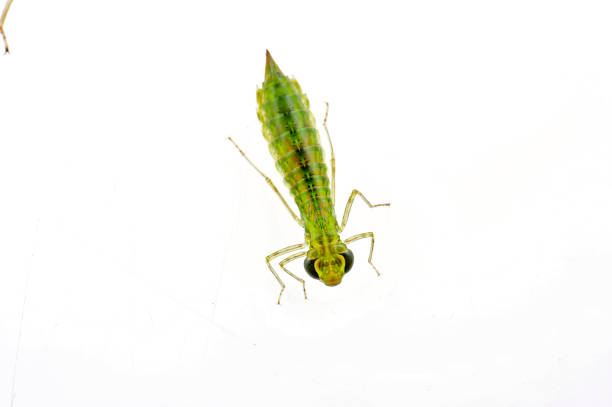 istock Dragonfly larvae isolated in the white 1057738716