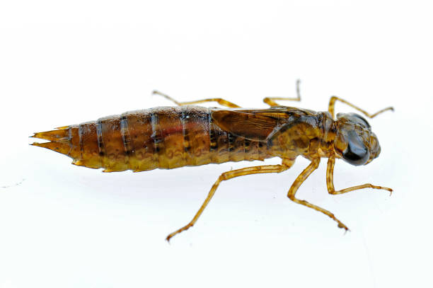 istock Dragonfly larvae isolated in the white 1057739350