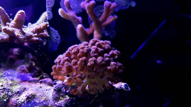 istock Pocilopora sps (short polyps) coral in reef aquarium 1057739918
