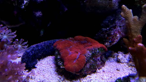 istock Colorful open brain LPS coral in saltwater aquarium 1057739930