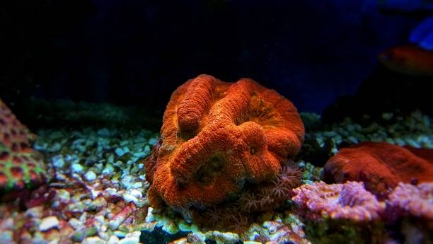 istock Open brain LPS coral sp. in reef aquarium tank 1057739946