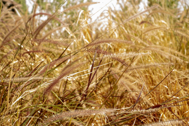 istock brown autumn grasses nature background 1057741554