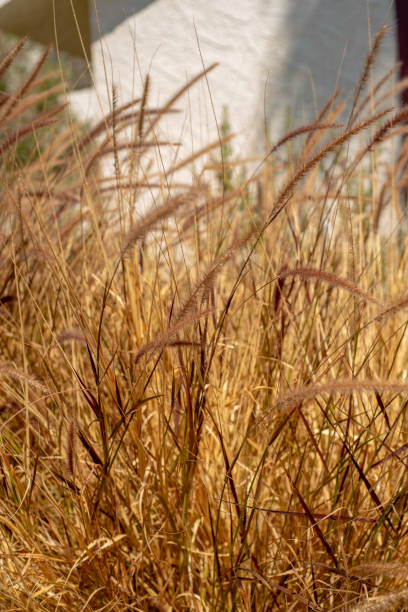 istock brown autumn grasses nature background 1057742956