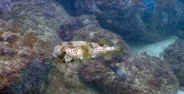 long-spine porcupinefish balloon fish - porcupinefish imagens e fotografias de stock