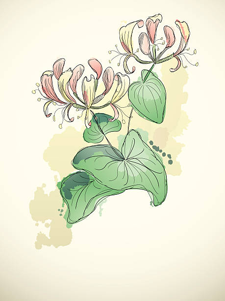 ilustrações, clipart, desenhos animados e ícones de madressilva - honeysuckle pink