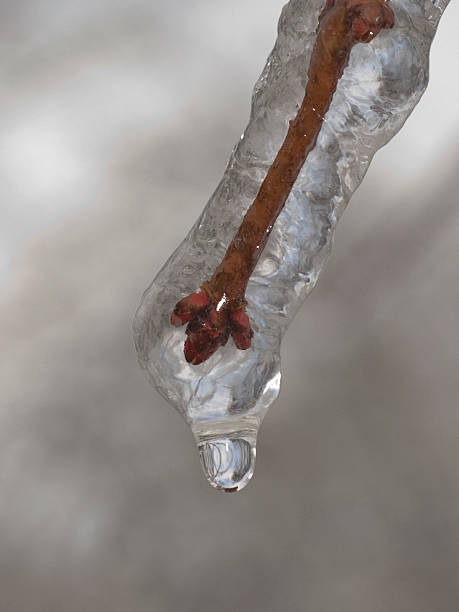 Ice Bud stock photo