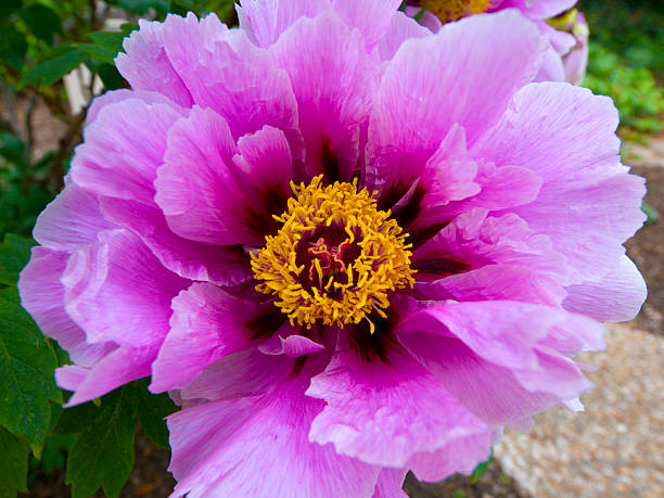 Purple Flower stock photo