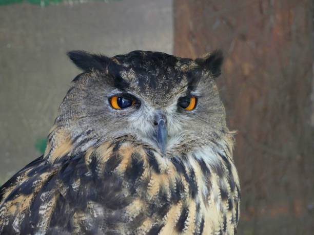 istock Bubo bubo yenisseensis - Eastern Siberian Eagle owl close up 1057753460