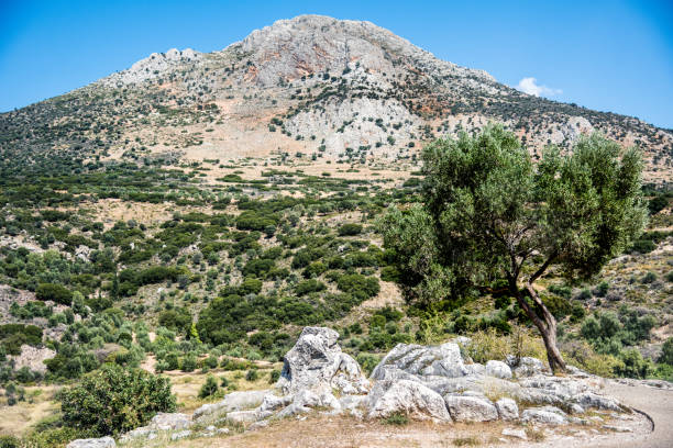 Steep mountain hill with rocks and olive tree under blue sky. Taken in Mediterranean