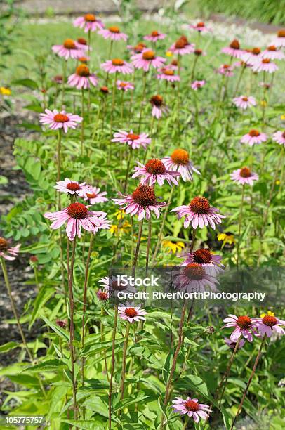 Coneflowers — стоковые фотографии и другие картинки Альтернативная медицина - Альтернативная медицина, Без людей, Вертикальный