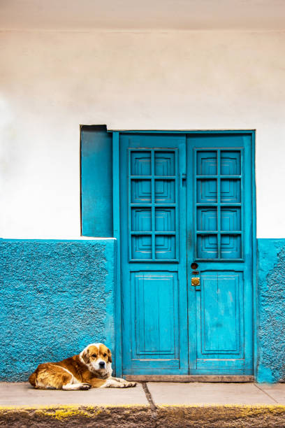 istock VA106  dog keeping beside door 1057762070
