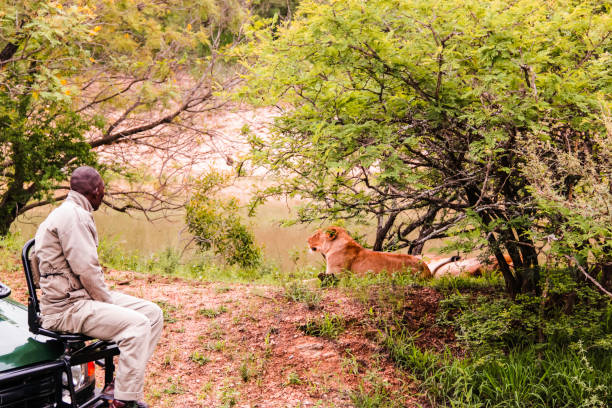 parc national kruger, afrique du sud - 2011 : un guide de safari sur véhicule ressemble à un lion au repos sous un arbre - lion africa safari south africa photos et images de collection