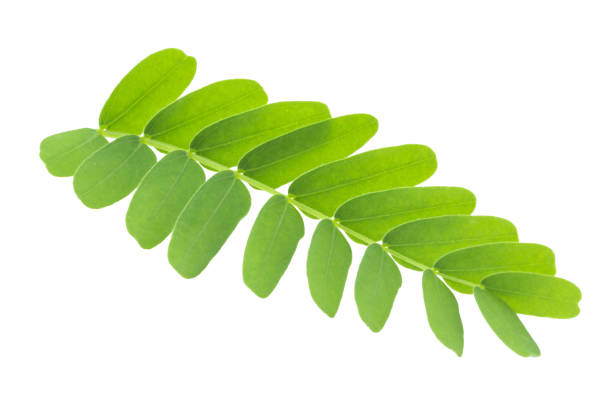 istock Tamarind leaves isolated on gray background with clipping path. 1057767890