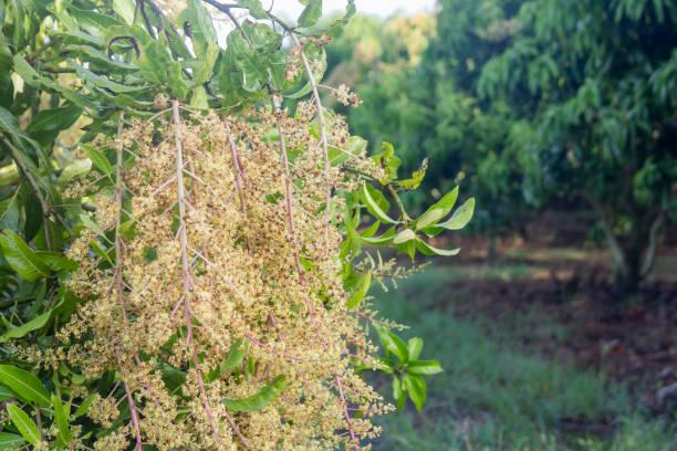 istock close up of a flowering agriculture mango grove. 1057767936