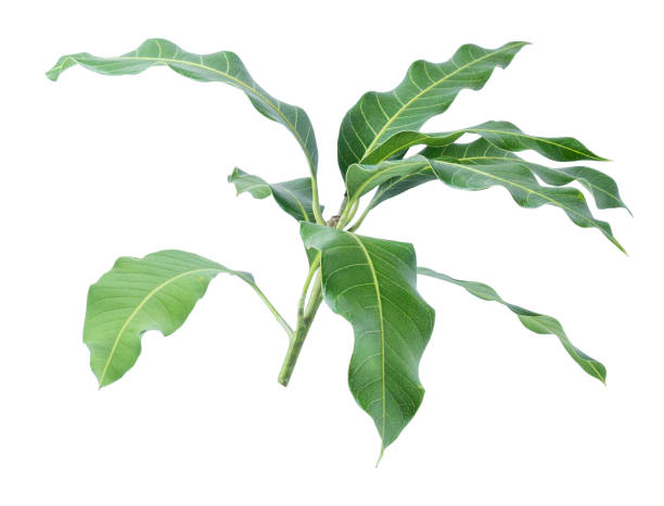 istock Green leaves of mango isolated on gray background, clipping path. 1057767940