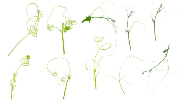 istock Green ivy plant  isolated on gray background, clipping path 1057767970