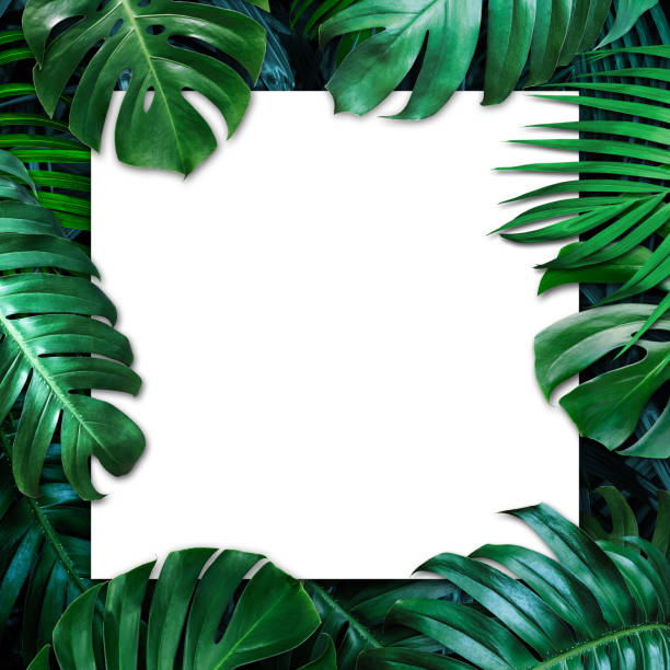 istock Tropical leaves and blank white paper background 1057770556