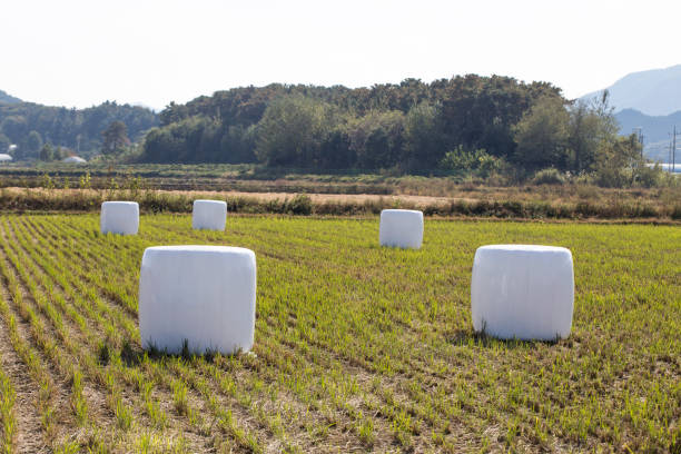 Bales of silage on a field.