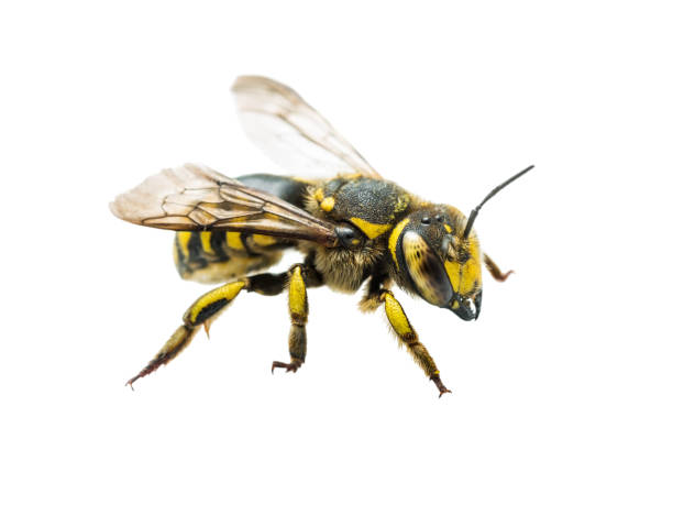 istock Megachile Species Leafcutter Bee Insect Isolated on White 1057776044