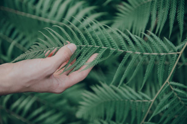 istock Fern in female hand in botanic garden 1057776520