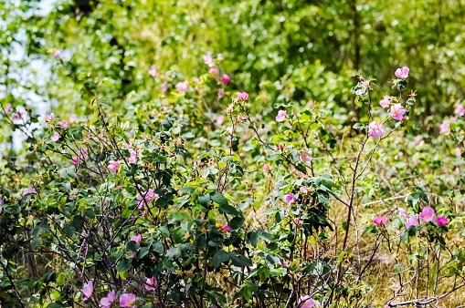 Picture of a wild rose bush.  Picture was taken in interior Alaska