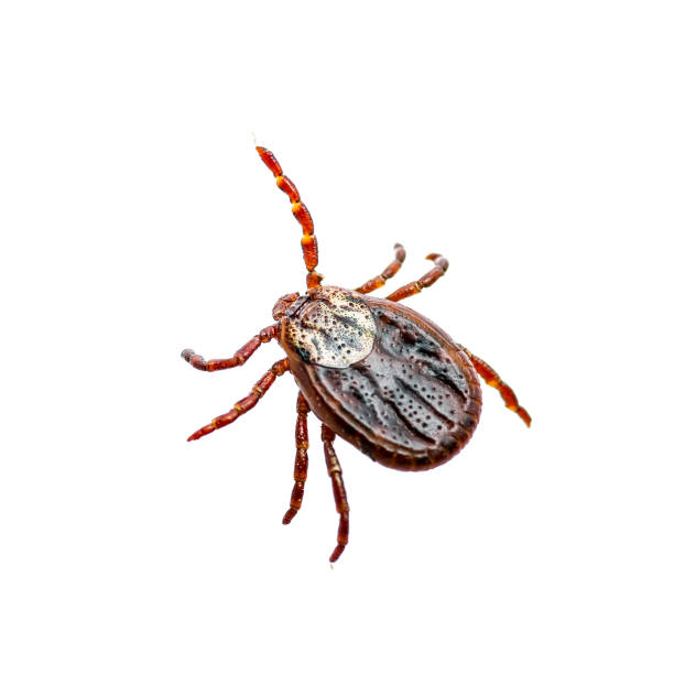 Encephalitis Virus or Lyme Borreliosis Disease Infectious Dermacentor Tick Arachnid Insect Pest Isolated on White Background Macro Photo of Encephalitis Virus or Lyme Borreliosis Disease Infectious Dermacentor Tick Arachnid Insect Pest Isolated on White Background deer tick arachnid photos stock pictures, royalty-free photos & images