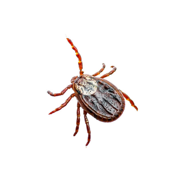 encephalitis virus or lyme borreliosis disease infectious dermacentor tick arachnid insect pest isolated on white background - lyme disease imagens e fotografias de stock