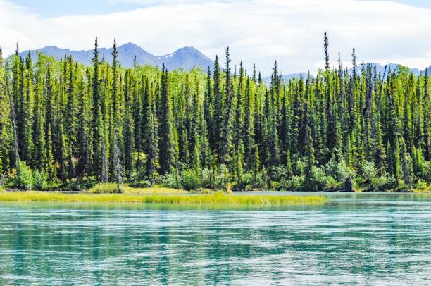 As the seasons change in Alaska, from Winter to Spring, the beauty of its foliage takes on a whole new splendor.  Brilliant colors can be seen across the landscape.  With the ice melt comes beautiful glacial waters.  Traveling across the state one can find a variety of textures and colors.  For those who love this time of year, Alaska has much to offer.  Fishing in Alaska comes with beauty as well.  The road to Klutina Lake is a rough one with its ruts and hills, however, the end result is a beautiful day at a stunning lake.