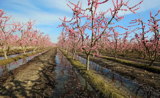 Photo of Irrigation in peach orchard