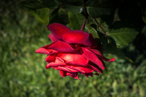 Beautiful colorful Rose Flower on garden background