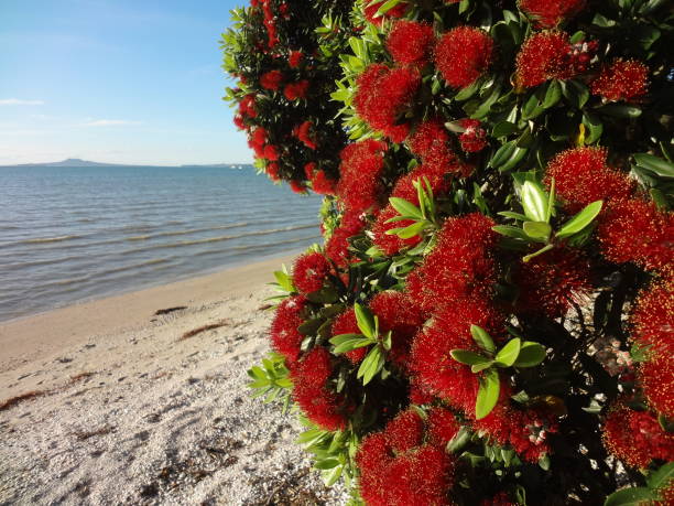 albero di pohutukawa - albero di natale della nuova zelanda - pohutukawa tree christmas new zealand beach foto e immagini stock