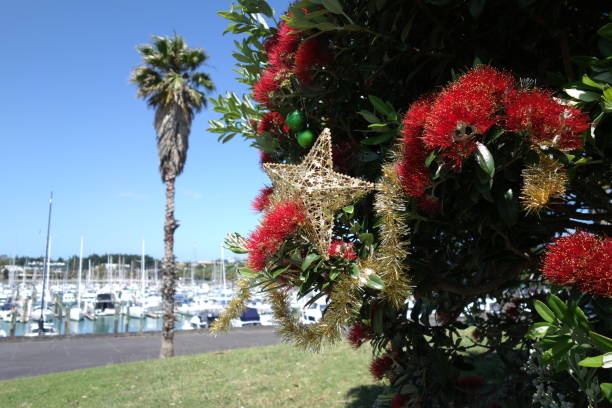 albero di pohutukawa - albero di natale della nuova zelanda - pohutukawa tree christmas new zealand beach foto e immagini stock