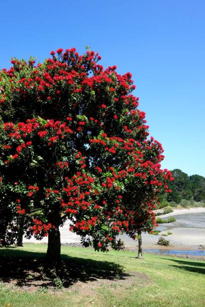 albero di pohutukawa - albero di natale della nuova zelanda - pohutukawa tree christmas new zealand beach foto e immagini stock