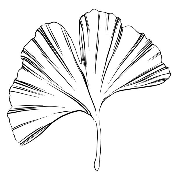 ilustrações de stock, clip art, desenhos animados e ícones de ginkgo leaf sketch vector illustration - ginkgo ginkgo tree chinese medicine healthcare and medicine