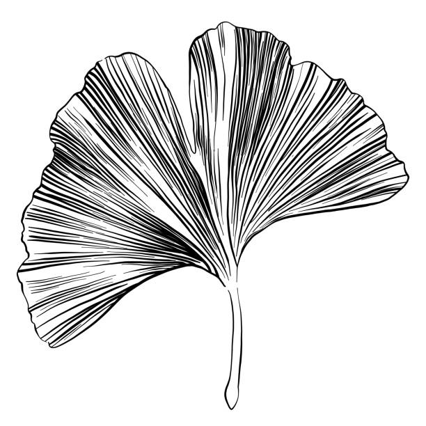 Ginkgo Leaf Sketch Vector Illustration vector art illustration
