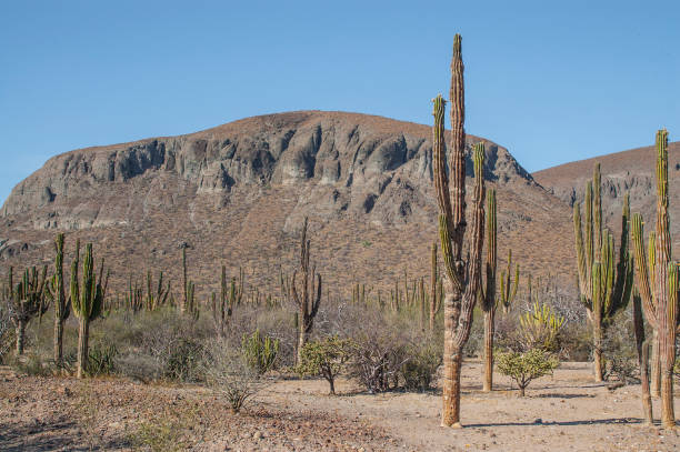 On the road to tecolote beach, a beautiful desert can be seen, La Paz Baja California Sur. MEXICO.