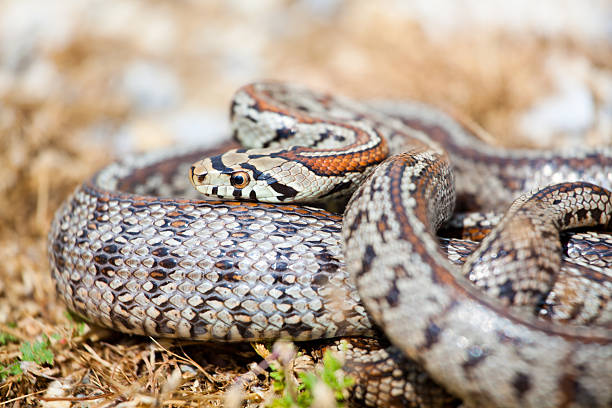 Serpent léopard - Photo