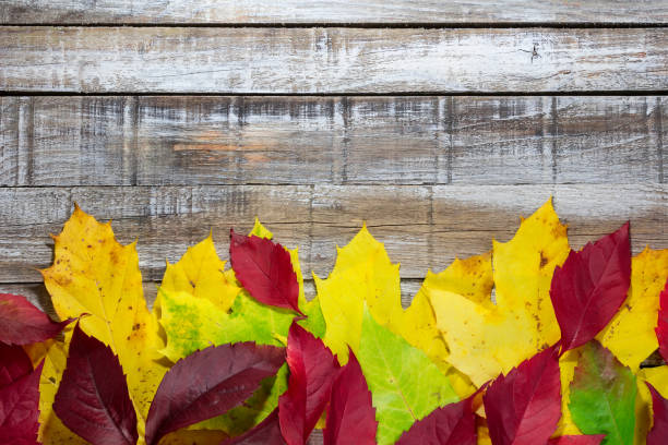 istock Colorful autumn leave on white wood rustic background 1057804418