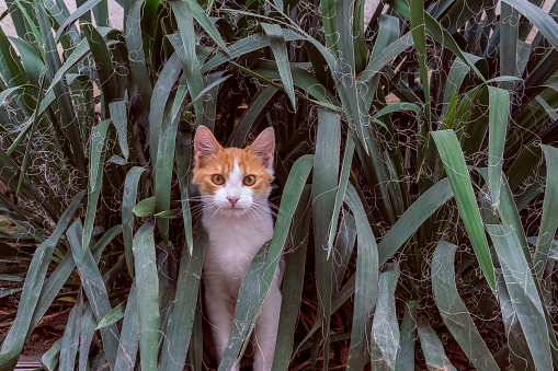 Orange cat hiding in the bush