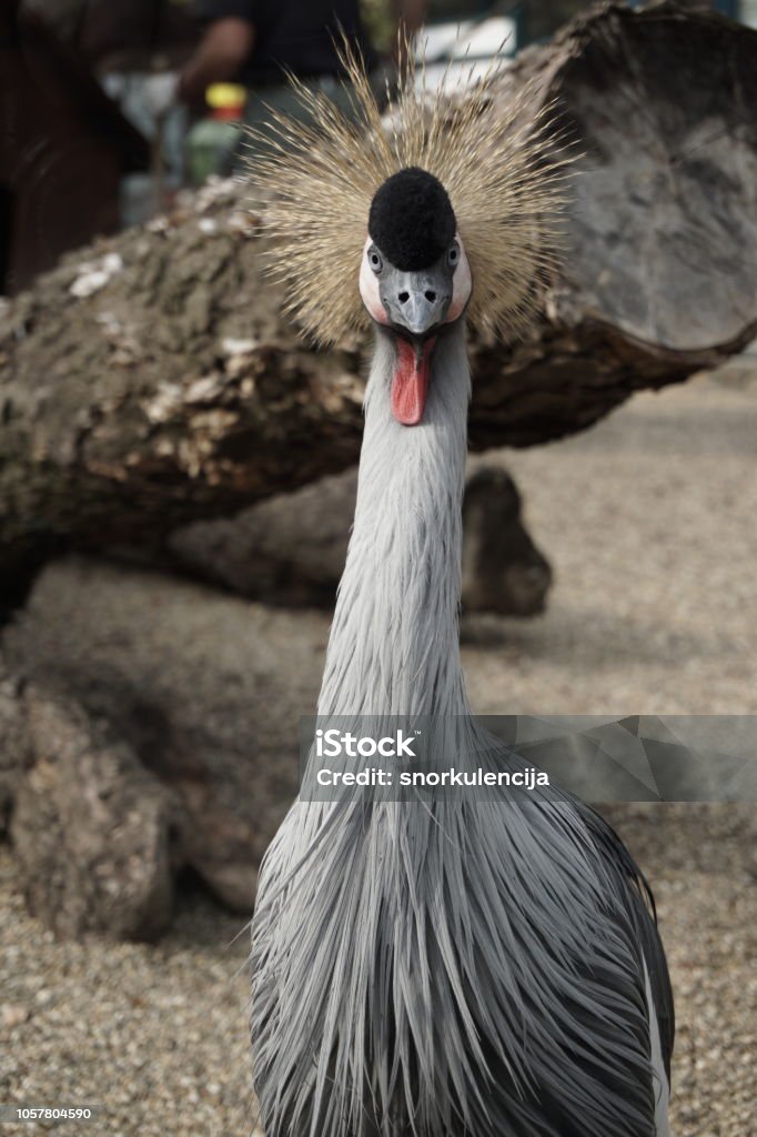 East African Crowned Crane Bird With Spiky Hair Stock Photo - Download  Image Now - Animal, Animal Body Part, Animal Eye - iStock