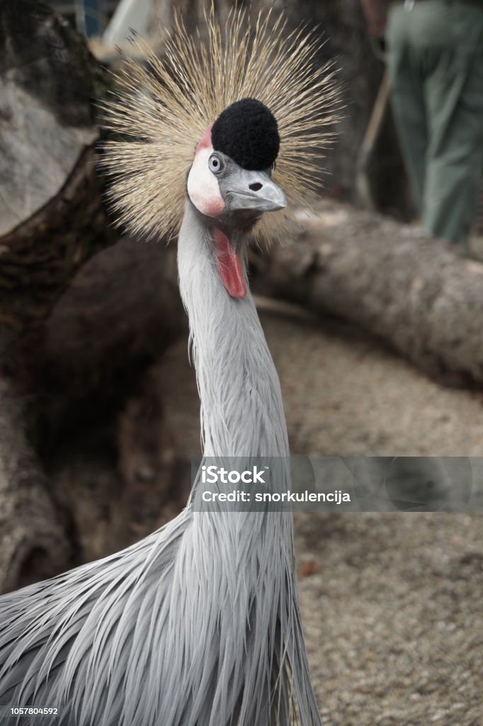 East African Crowned Crane Bird With Spiky Hair Stock Photo - Download Image Now - Animal, Animal Body Part, Animal Eye - iStock East African Crowned Crane Bird With Spiky Hair Stock Photo - Download Image Now - Animal, Animal Body Part, Animal Eye - iStock