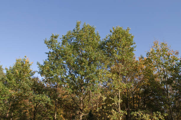 istock autumnal trees and blue sky 1057807232