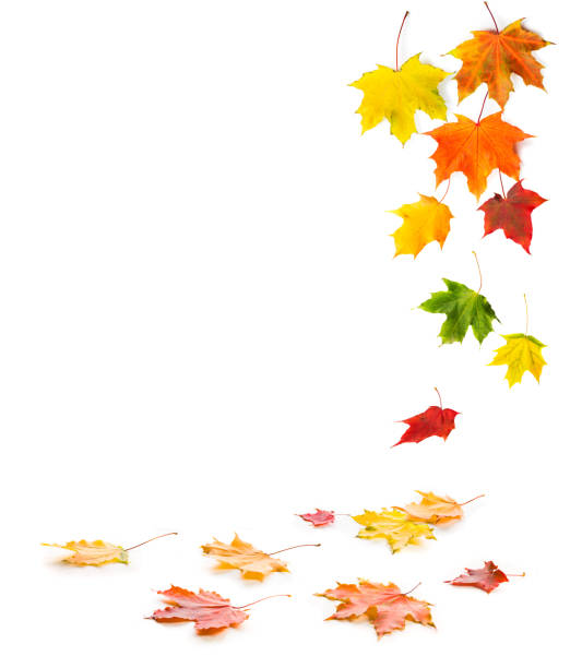 istock Falling and lying colorful maple autumn leaves. 1057809728